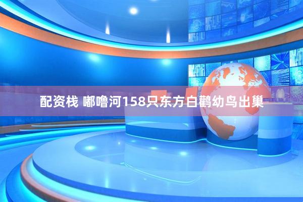 配资栈 嘟噜河158只东方白鹳幼鸟出巢