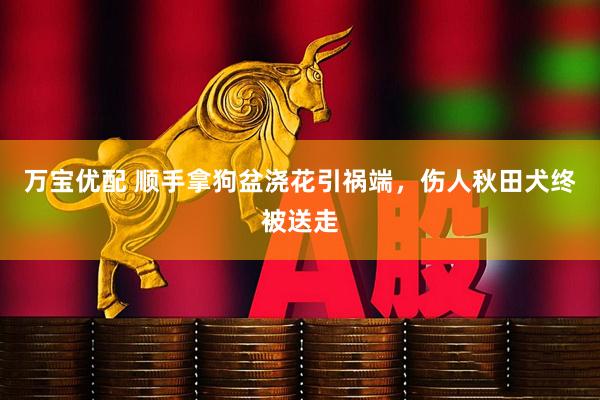万宝优配 顺手拿狗盆浇花引祸端，伤人秋田犬终被送走